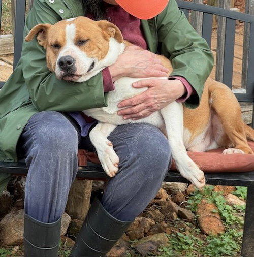 RAIDER - Pit Bull Terrier available for adoption