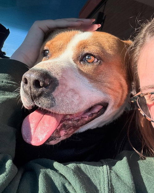 RAIDER - Pit Bull Terrier available for adoption