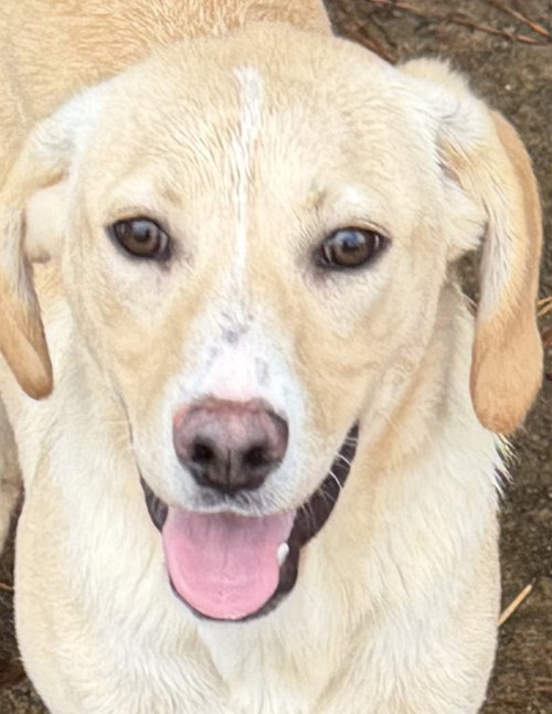 BUZZ - Hound available for adoption