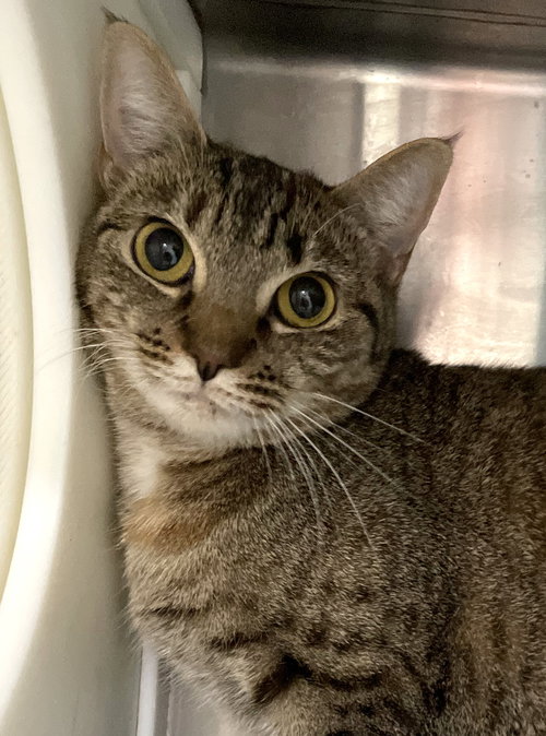 SERENA - Tabby / Calico available for adoption
