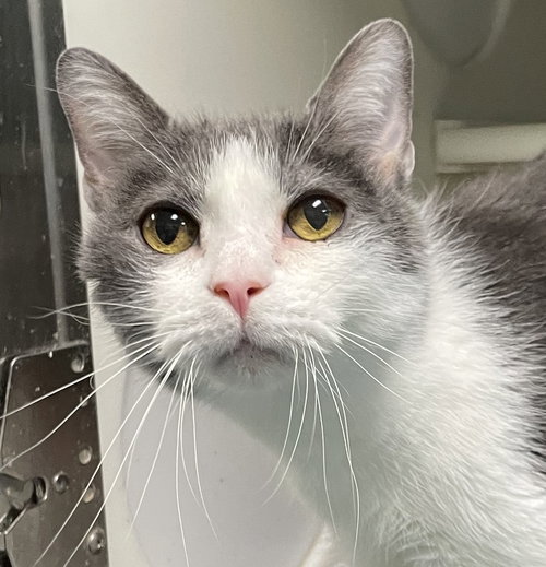 COSMO - Domestic Short Hair available for adoption