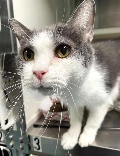 COSMO - Domestic Short Hair available for adoption