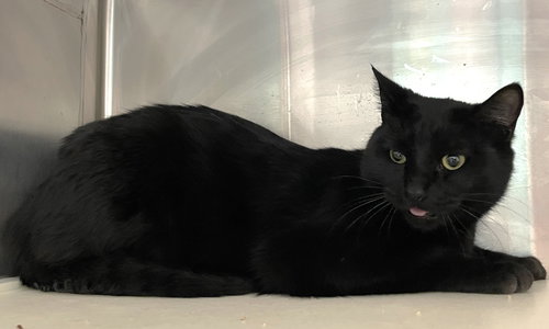 KAI - Domestic Short Hair available for adoption