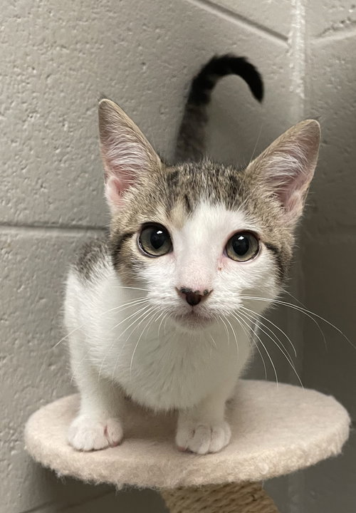 BOBBY - Tabby available for adoption