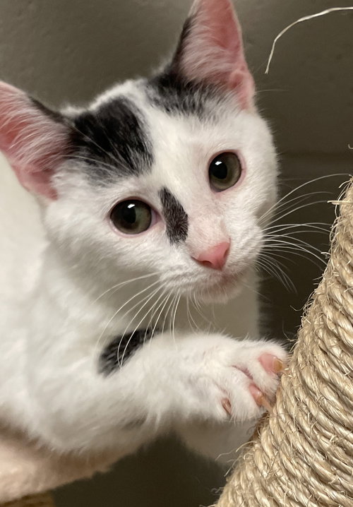 CARTER - Domestic Short Hair available for adoption