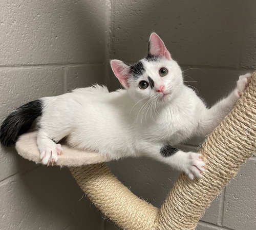 CARTER - Domestic Short Hair available for adoption