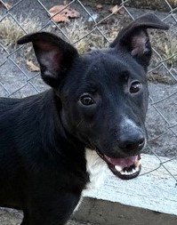 WYDNER - Whippet / Labrador Retriever available for adoption