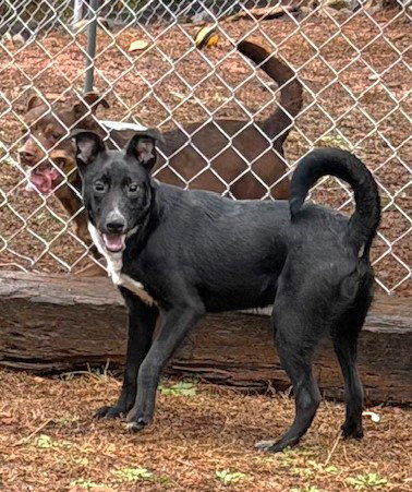 WYDNER - Whippet / Labrador Retriever available for adoption