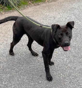 OZZY - Labrador Retriever available for adoption
