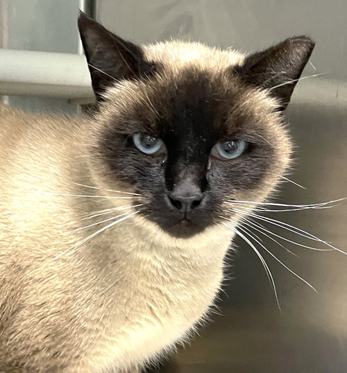 GINGERBREAD - Siamese available for adoption