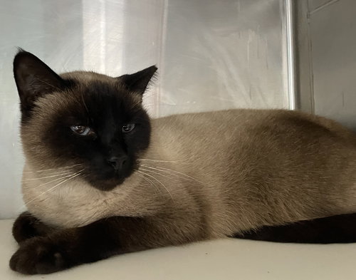 GINGERBREAD - Siamese available for adoption