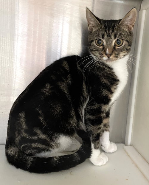 TIFFANY - Tabby available for adoption