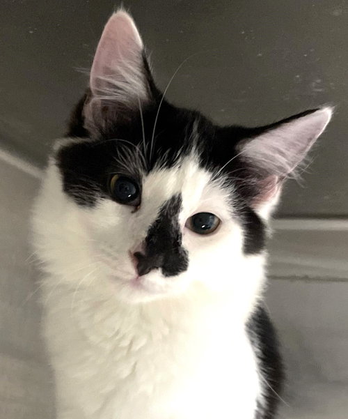 VALENTINE - Domestic Medium Hair available for adoption