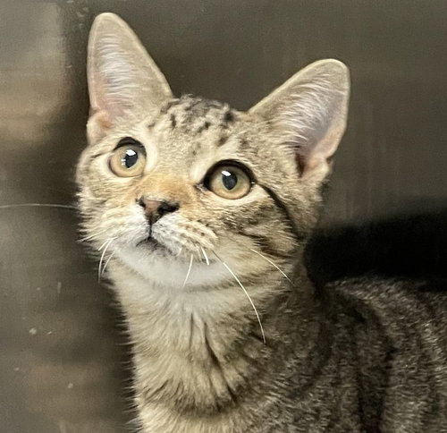 DANNY - Tabby / Domestic Short Hair available for adoption