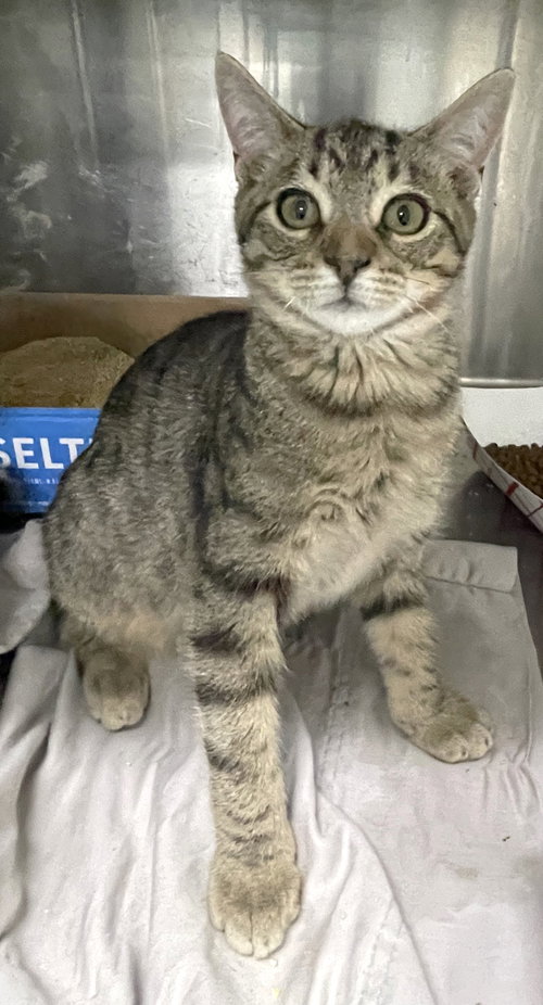 DANNY - Tabby / Domestic Short Hair available for adoption
