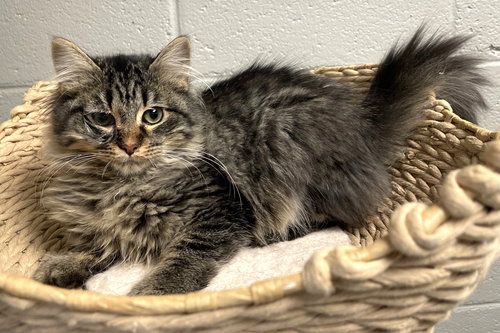 LASAGNA - Maine Coon / Domestic Long Hair available for adoption