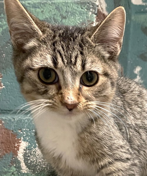 LINGUINE - Tabby / Domestic Short Hair available for adoption