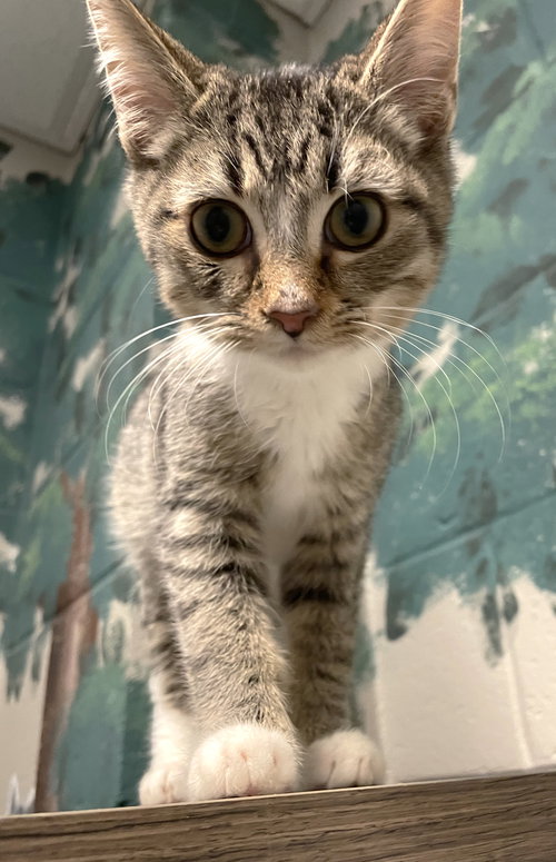 LINGUINE - Tabby / Domestic Short Hair available for adoption