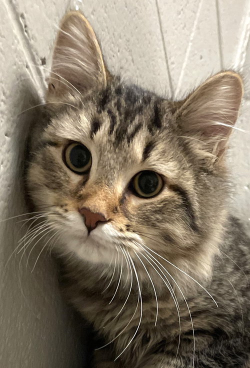 ZITI - Maine Coon / Domestic Long Hair available for adoption