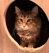 Ziti - Photo 4