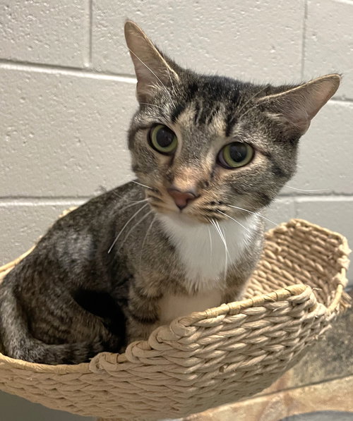PASTA - Tabby / Domestic Short Hair available for adoption