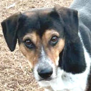 TRACKER - Hound available for adoption
