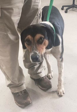 TRACKER - Hound available for adoption