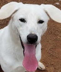ROVER - Labrador Retriever / Hound available for adoption