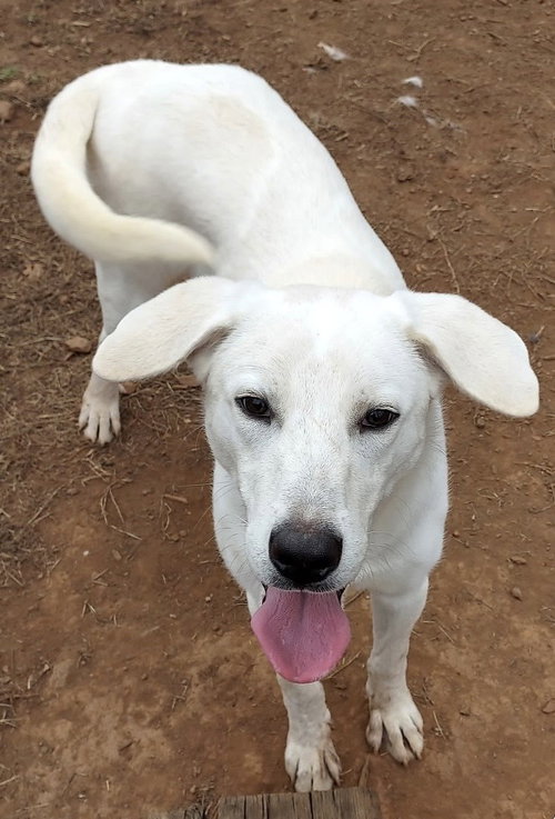 ROVER - Labrador Retriever / Hound available for adoption