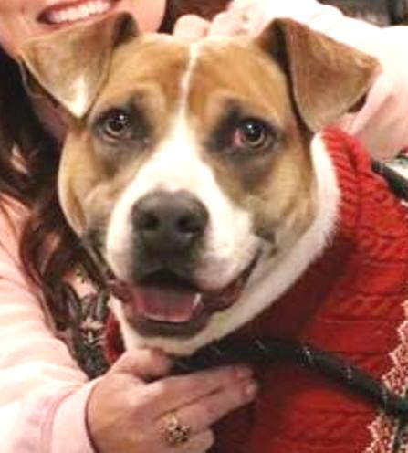 CHAMPION - Pit Bull Terrier available for adoption