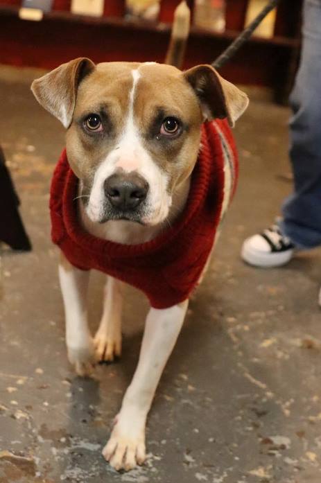 CHAMPION - Pit Bull Terrier available for adoption