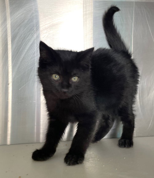 DRAVEN - Domestic Short Hair available for adoption