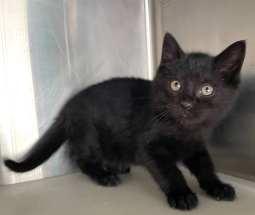 DRAVEN - Domestic Short Hair available for adoption