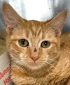 Holly (cat) - Photo 1