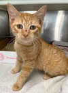 Holly (cat) - Photo 2