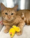 Holly (cat) - Photo 4