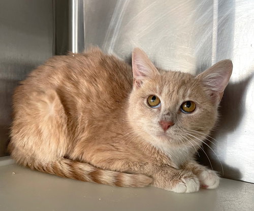 JOLLY - Tabby / Domestic Short Hair available for adoption
