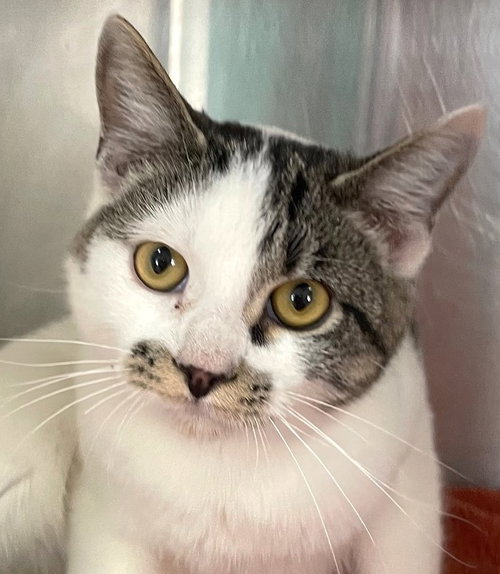 DIEGO - Domestic Short Hair available for adoption