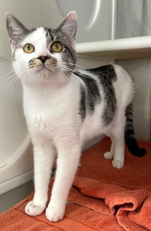 DIEGO - Domestic Short Hair available for adoption