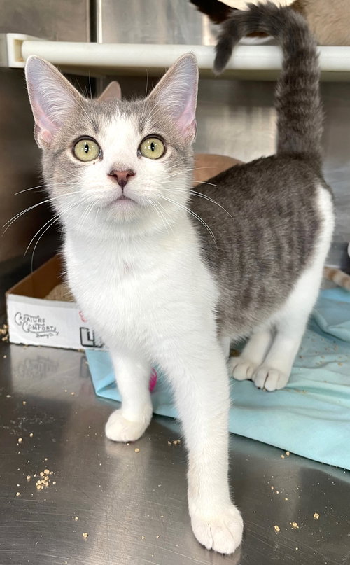CORNBREAD - Tabby / Domestic Short Hair available for adoption