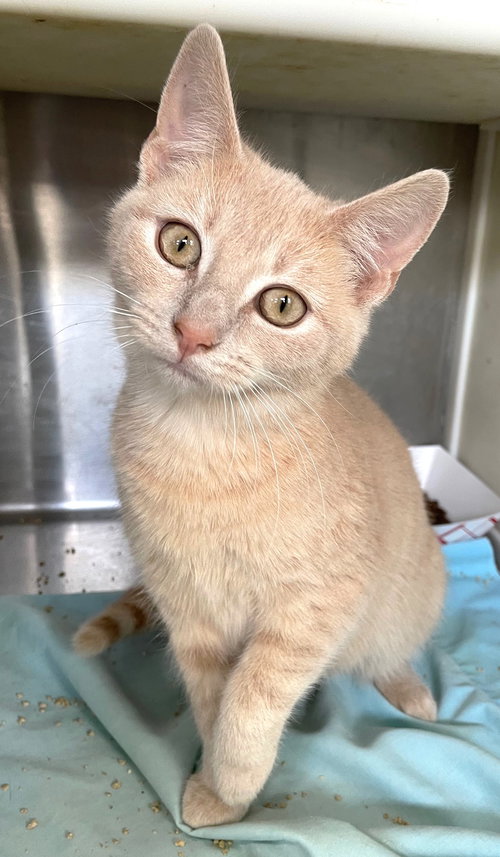 FOCCACIA - Tabby / Domestic Short Hair available for adoption