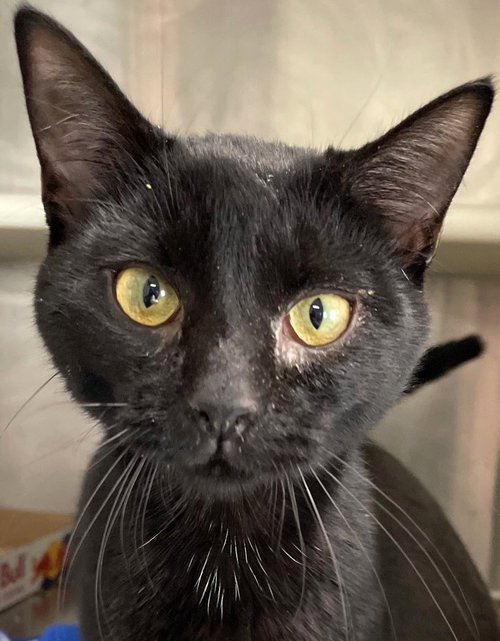 BELCH - Domestic Short Hair available for adoption