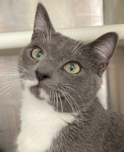 BURP - Domestic Short Hair available for adoption