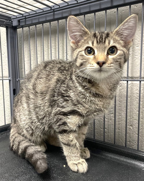TANNER - Tabby / Domestic Short Hair available for adoption