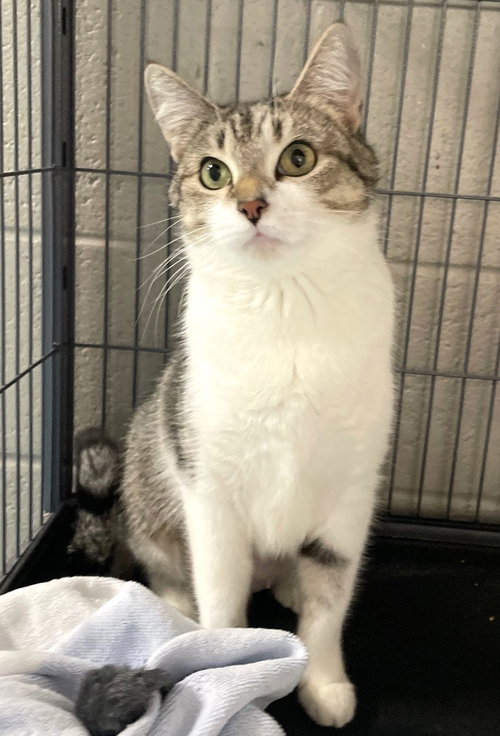 LINDSEY - Tabby / Domestic Short Hair available for adoption