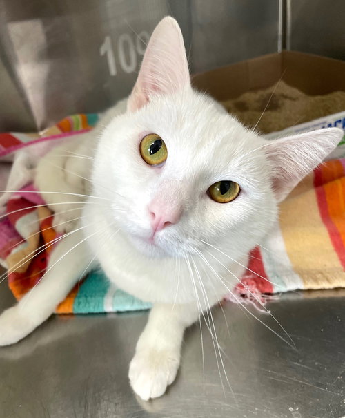 GHOUL - Domestic Short Hair available for adoption