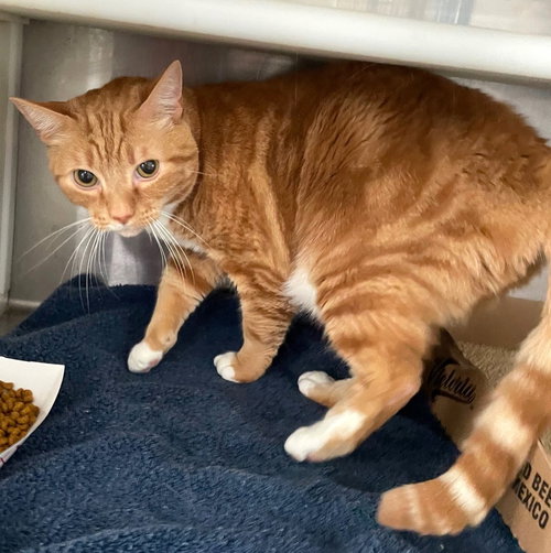 FRITO - Tabby / Domestic Short Hair available for adoption