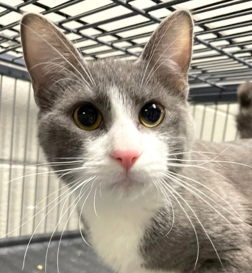 SHAQ - Domestic Short Hair available for adoption