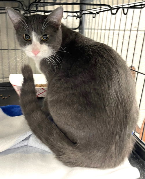 SHAQ - Domestic Short Hair available for adoption