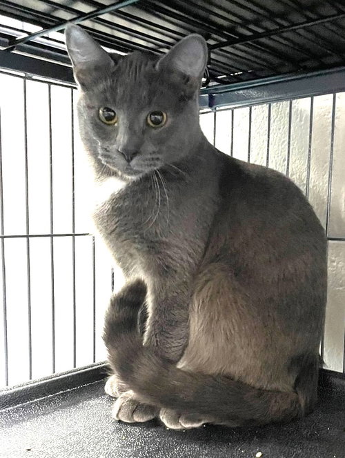 KOBE - Domestic Short Hair available for adoption